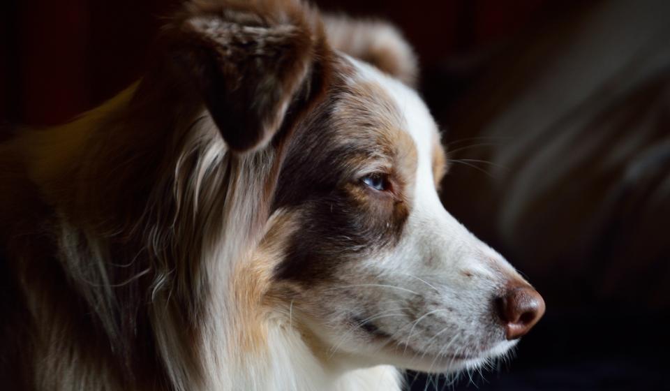 profile of a dog